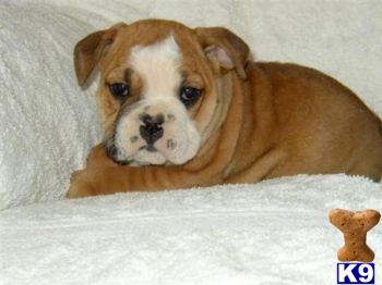 English Bulldog Puppies for Sale